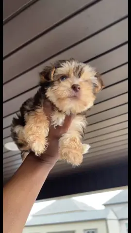 Come grow with me before they ban Tik tok completely!!! INSTAGRAM LINK IN BIO FOLLOW ME  #yorkshireterrier #ilovemydog #ilovemyyorkie #yorkiesarethebest  #yorkiesofinstagram #yorkiepoo #yorkiegram #yorkielife #yorkieofficial #yorkshireterriersofinstagram #morkie #merleyorkie #partiyorkie #partiyorkiesofinstagram 