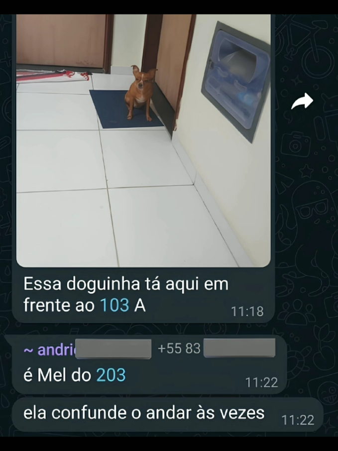 doguinha se perdeu kkk #fyp #foru #foruyou #tiktokban #fyy #edit #cachorro #cachorros #doguinho #dog #dogs 