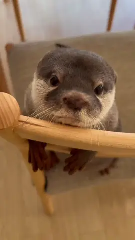Just a chill guy  #otter #cute #animalsoftiktok #fyp 