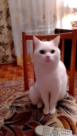 Пуфік❤️😻#котики🐈 #tiktok #Пуфік #укртікток🇺🇦 #нашіпухнастики😻🐾 #