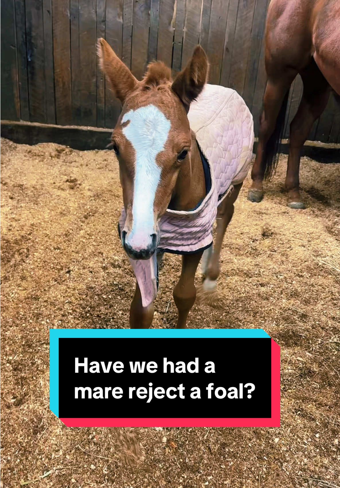 Replying to @pandaxxrose Have we ever had a mare reject her foal?🐴 #animalhusbandry #foalsoftiktok #foalsof2025 #horsebreeder 