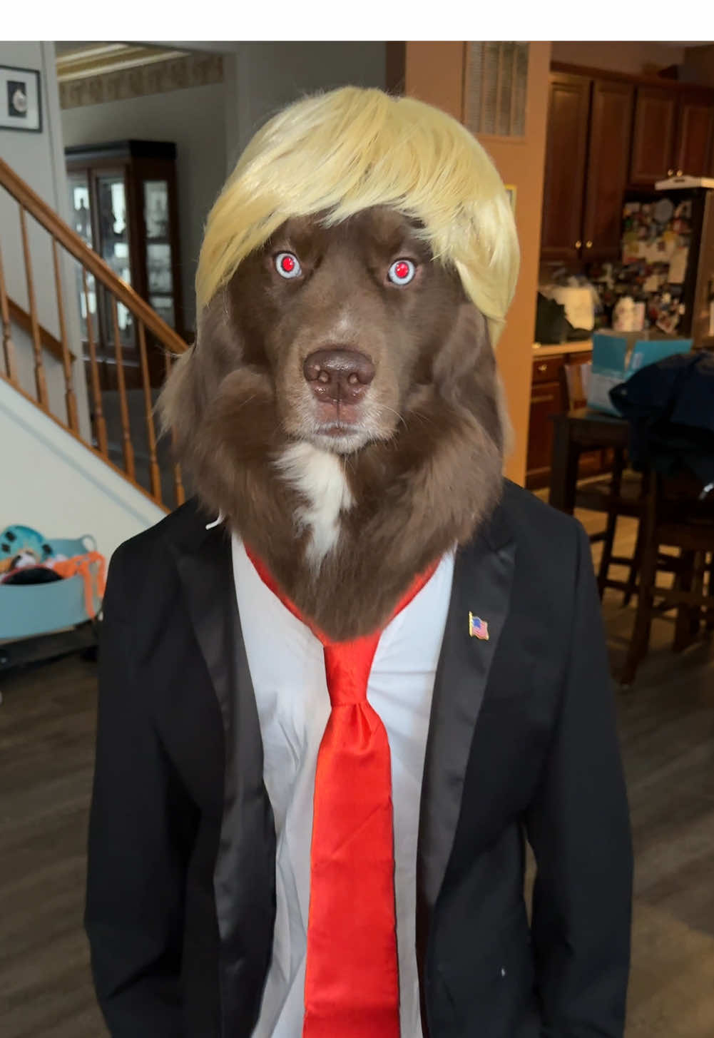 TIKTOK IS BACK THANK YOU TRUMP! #tiktokban #trump #trumpmemecoin #trumpcoin #dogmemes #memes #trumpsavestiktok trump saves TikTok 