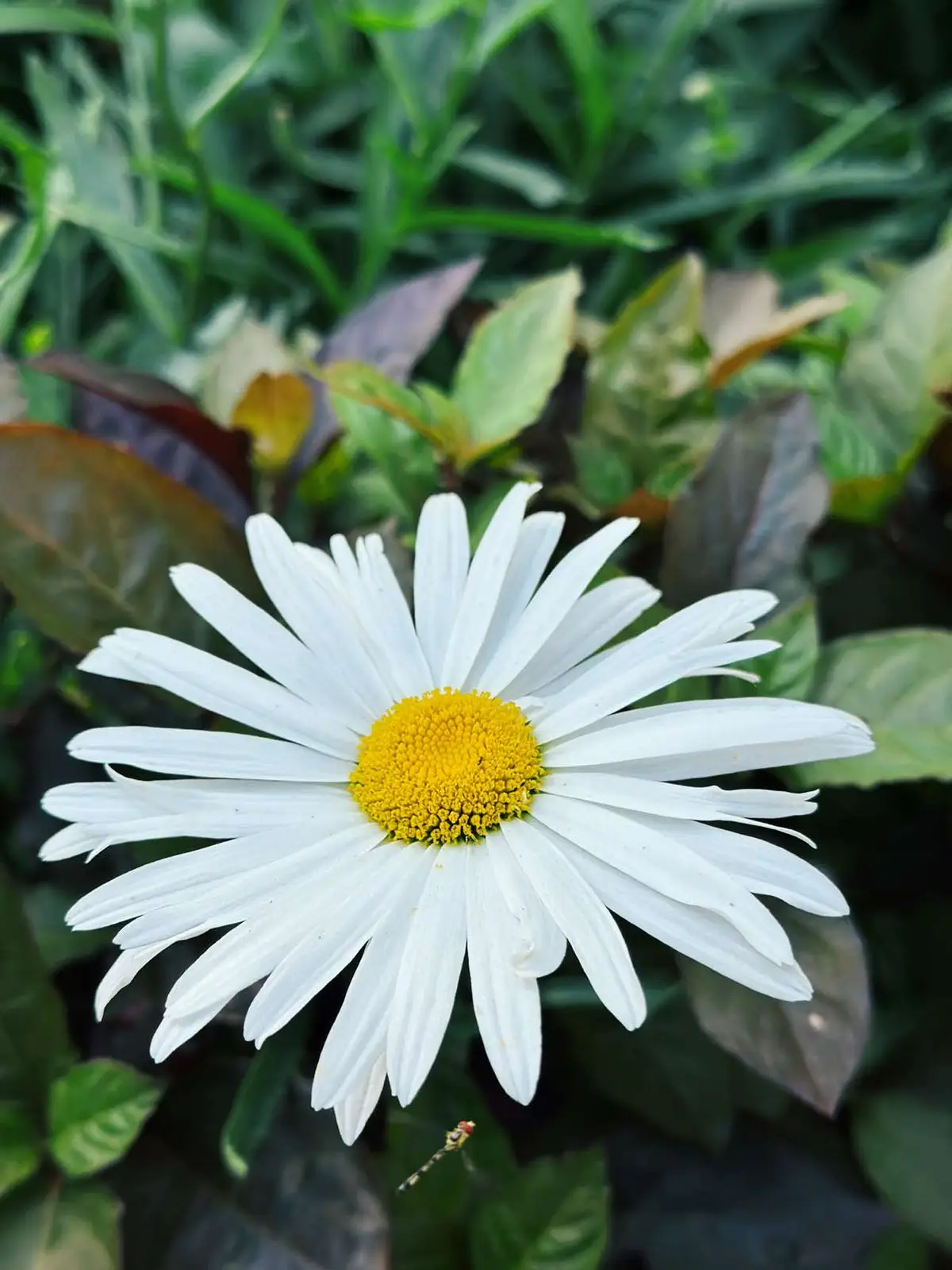 Un respiro a la vida #flores #parque #vida #amor #sueños #verano 