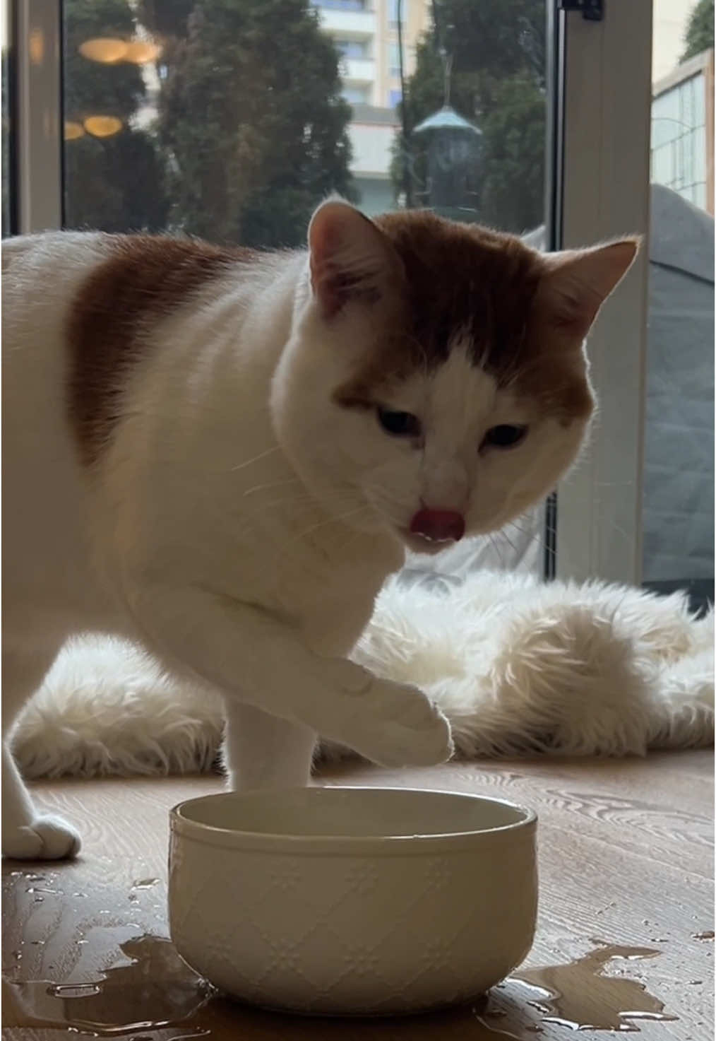 Drinking water so mush work😂 #cat #catlover #funnytiktok #funnycats #funnymoments #funnyvideos😂 #weirdbehavior #weirdcats #weirdpets #orangecatbehavior #orange #orangecat 