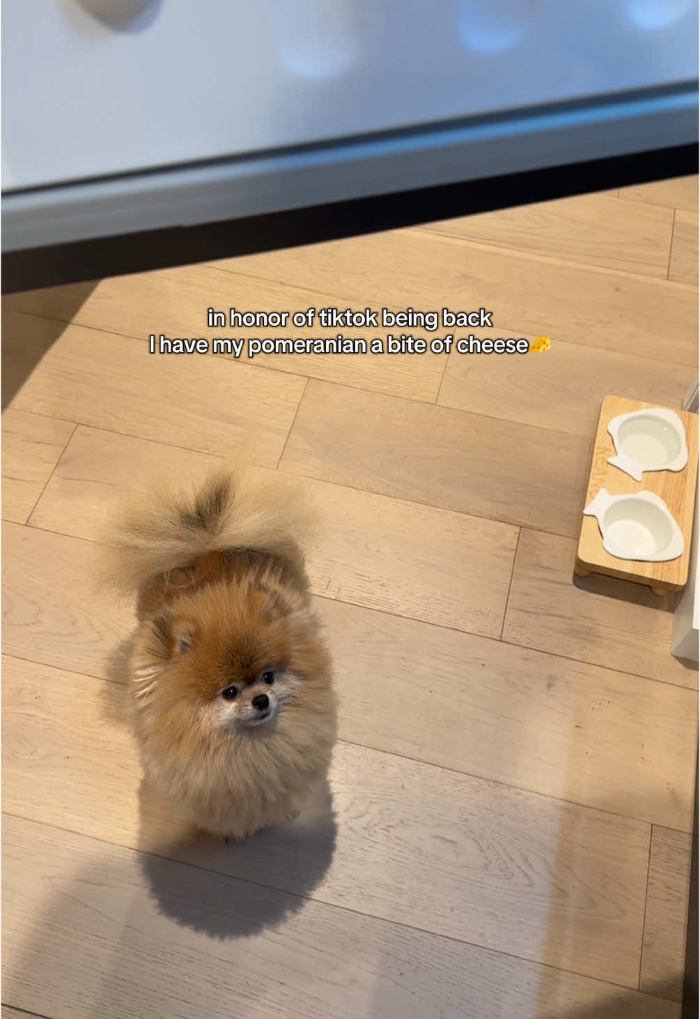 his favorite treat ❤️ #dog #pomeranian #dogsoftiktok #cute #cutedog #cutevideo #funnyvideo #funnyanimals #funnydog #fyp #keanu 