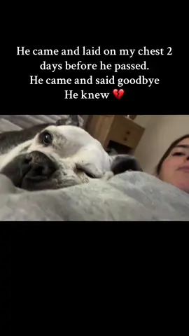 I love you 💔 #PetsOfTikTok #petloss