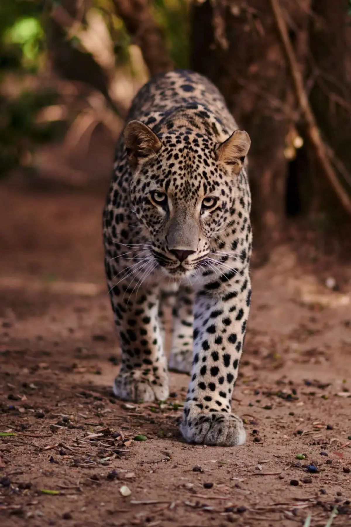 The Persian leopard is the largest leopard species, found in the rugged landscapes of the Middle East and Central Asia, such as Iran, Turkey, and Afghanistan. Known for its powerful frame and unique fur with dark markings, it thrives in various environments, from forests to dry deserts. These leopards are skilled hunters, often active at night, and are known for their ability to climb and jump with ease. Their diet includes wild goats, deer, and other small animals. Sadly, due to threats like habitat destruction and human conflict, they’re now critically endangered. #animalsoftiktok #playboicarti #persianleopard 