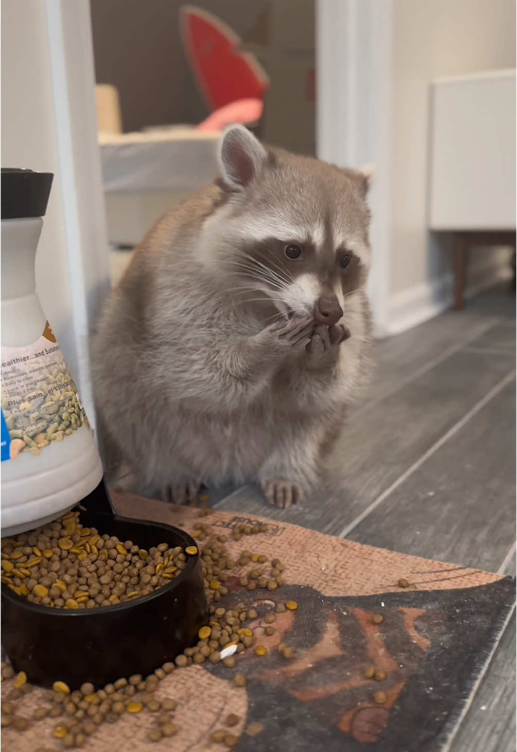 He’s just festively plump. 😌  #raccoon #raccoons #trashpanda #raccoonsoftiktok #raccoonsoftiktok🦝 #animalsoftiktok #exoticpetsoftiktok #pet #blonde #cinnamon #fyp #cute #funny #bento #bentobox #benny #cartman #southpark #fat #trend 