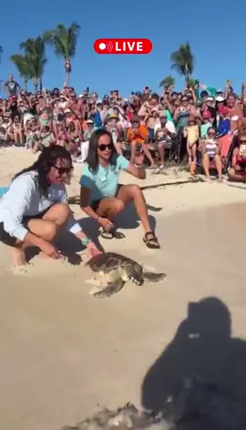 LIVE sea turtle release in the Florida Keys!  Jesus, a juvenile green sea turtle beat the odds and made a full recovery.  Jesus was treated at The Turtle Hospital for fibropapillomatosis. A crowd of several hundred people cheered as Jesus returned to his ocean home today on Sombrero Beach.  #connectandprotect #rescuerehabrelease #releaseday #seaturtle #seaturtlehospital #greenseaturtle #floridakeys #animalrescue #marinelife #compassioniscontagious 