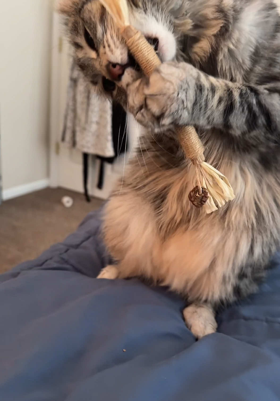 This cat is a freak over these Potaroma silvervine stick chews. #cattoy #cattoys 