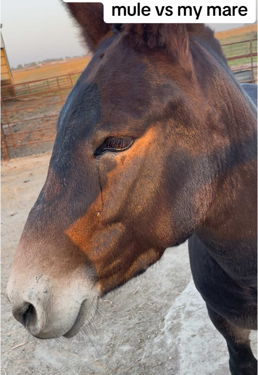 I swear she loves me 😭 #mule #horse #morganhorse #fyp #fypシ 