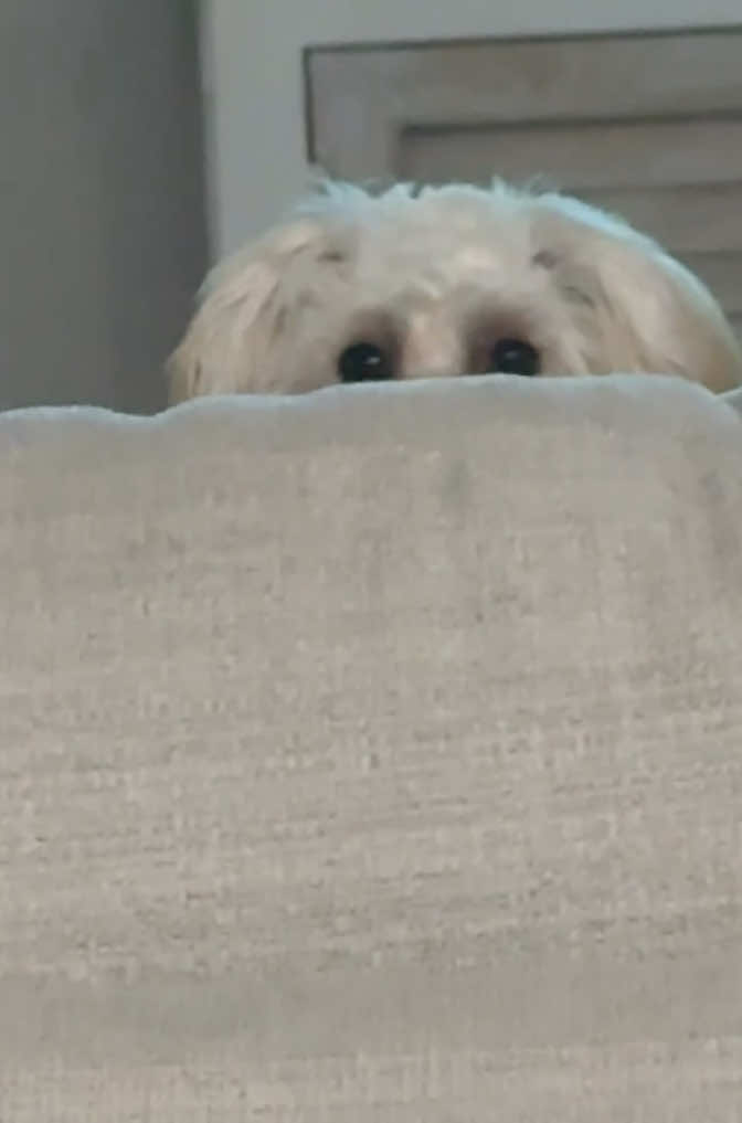Peek-A-Boo! I’m back in action…💕🐾 #dogsoftiktok #maltipoo #fyp #maltipoosoftiktok #puppytiktok #dogmom #puppylife #smalldog #girldog #puppylove #doglife #cutepuppy #loveher #puppy #maltipoopuppy #florida #viralpuppy #peek #peekaboo #sneaky 