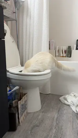 He has a water bowl but for some reason he LOVES drinking from the toilet🚽 #toilet #cat #bathroom #weirdcat #scaredycat #fypppp 