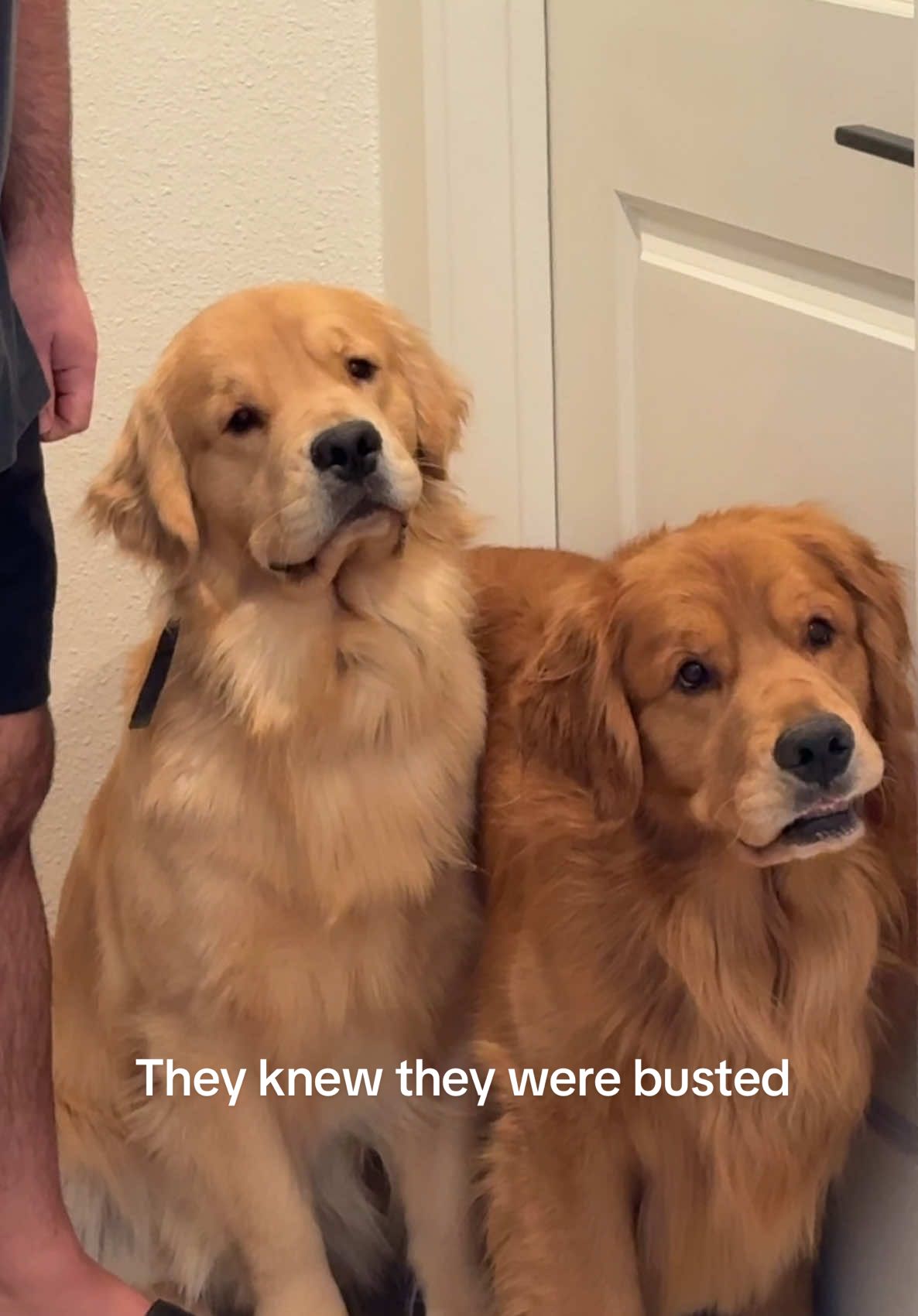 There goes my favorite jeans 😑🫠 #goldenretriever #goldenretrieverlife #jeans #dogsoftiktok #viraltiktok #goldenretrieverpuppy #dogmomlife #funnyvideo 