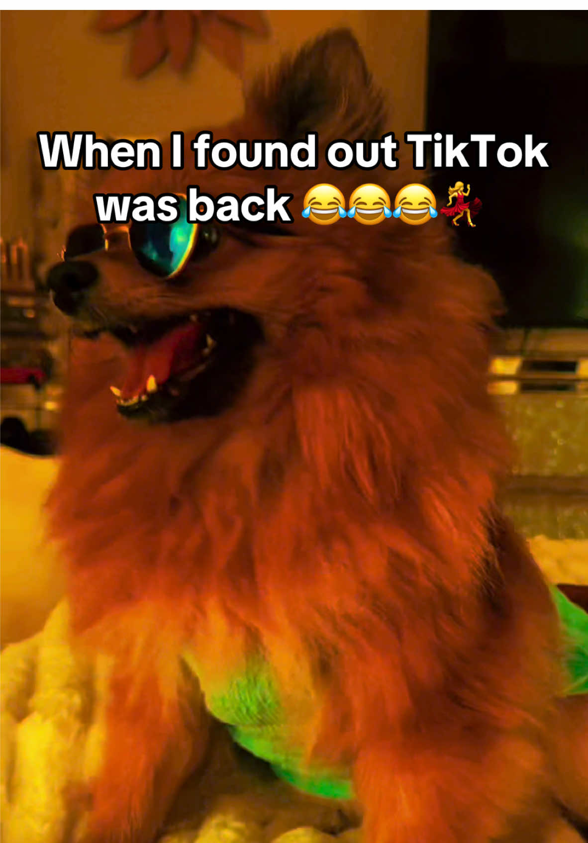 💃💃💃 #pomeranian #explore #tiktok #tiktokban #tiktokbanned #tiktokviral 