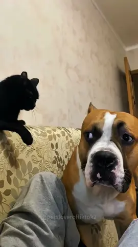 Cats vs Dogs 🤣🤣#cat #cats #funnycats #catsoftiktok #funnypets #dog #dogs #funnyvideo #foruyou 