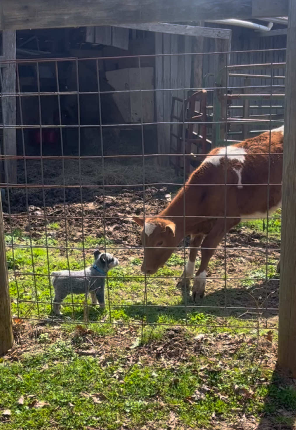 Cowboy knew who he was from a young age🤠🐾 #blueheeler #herding #puppy #australiancattledog #morecowboythanyou 