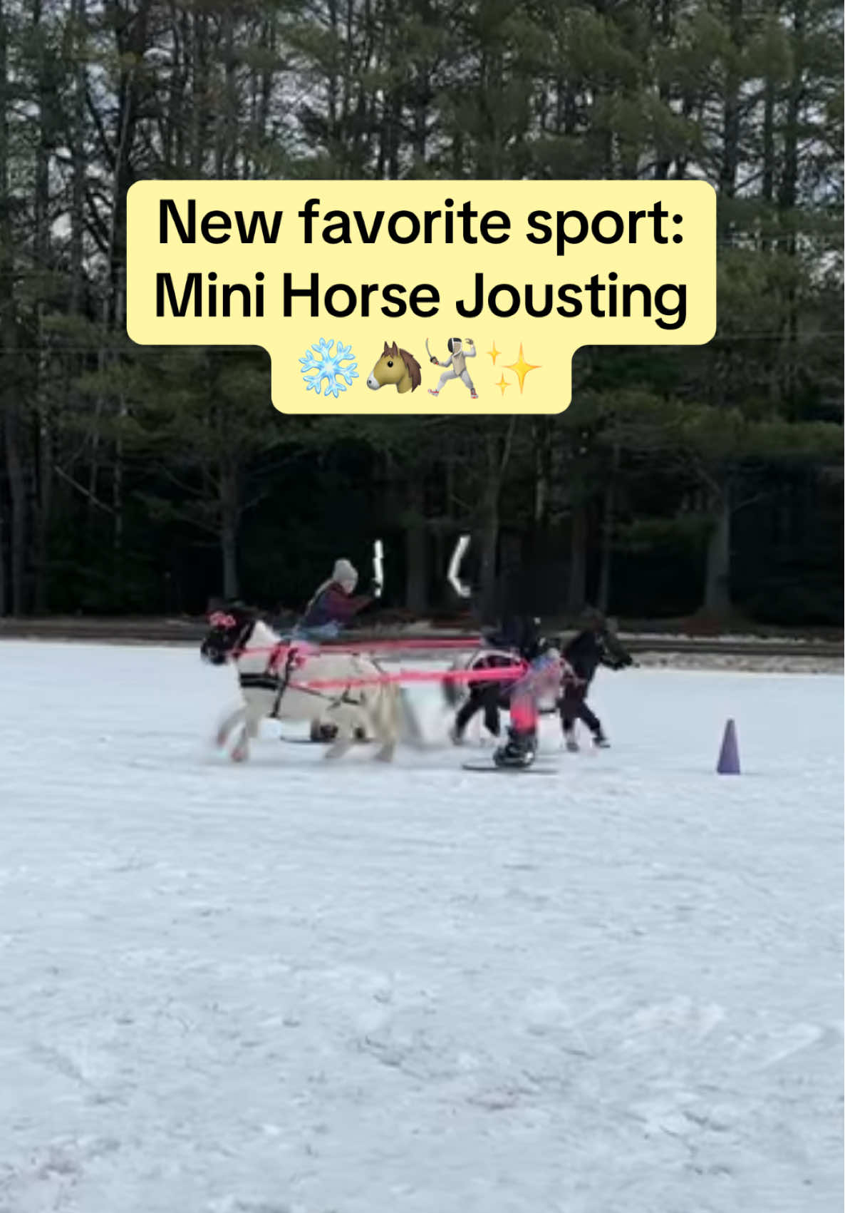 New favorite sport: Mini Horse Jousting  🤺💛🤗🐴✨❄️ #alchemyacres #skijoring #jousting #minihorses @ponies.and.properties @realtor.in.the.wild 