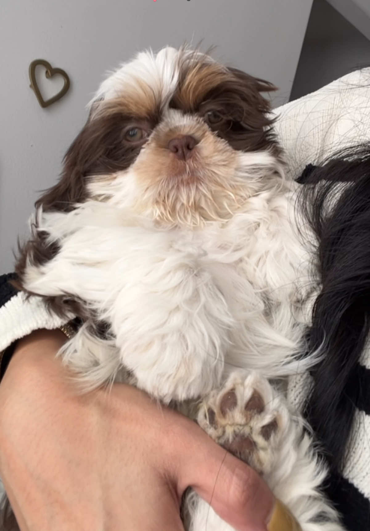 Please drop your name suggestions! 🙈 #shihtzu #shihtzusoftiktok #shihtzupuppy #dogtok 