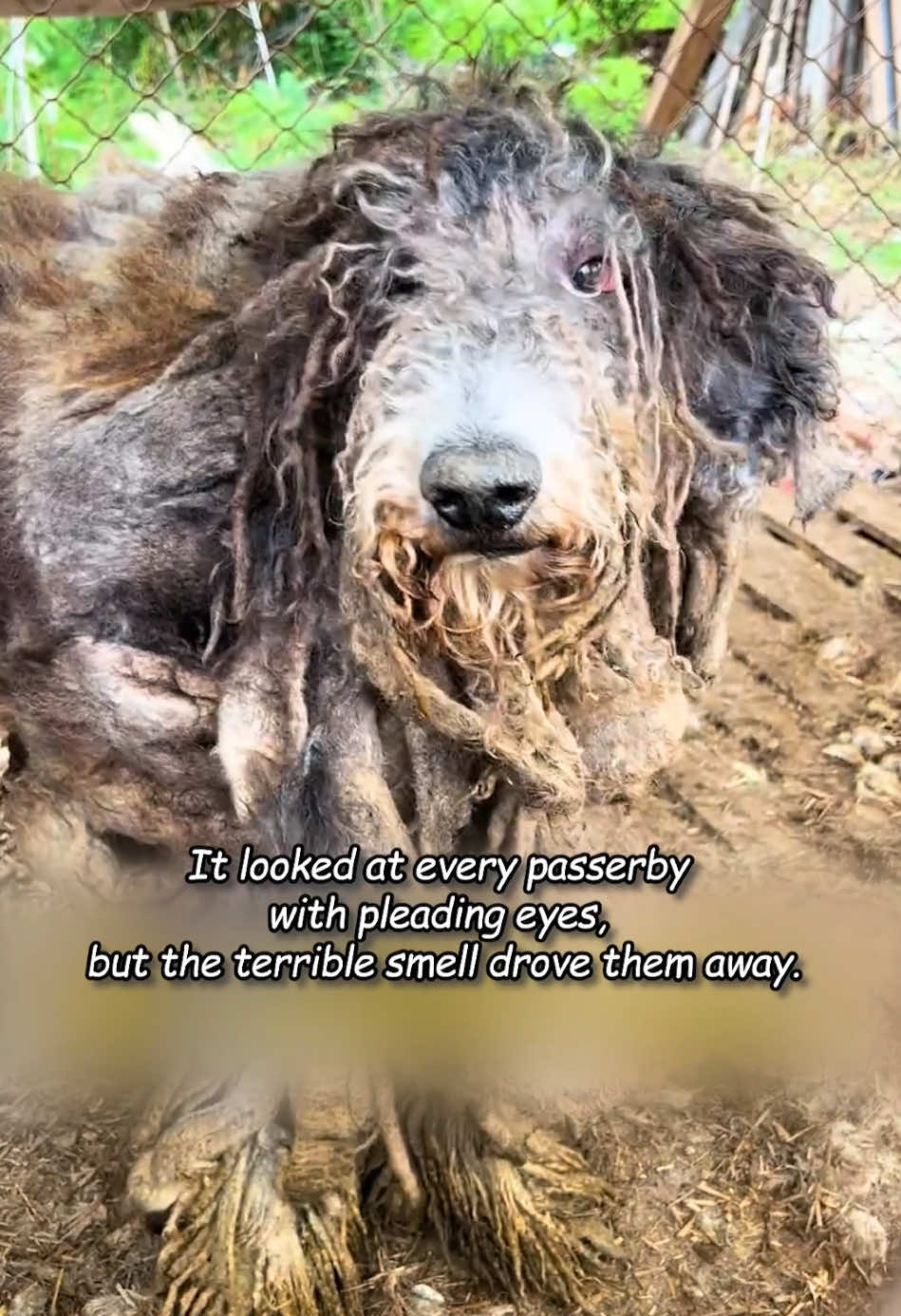 The dog had been locked in a cage and neglected by its owner for four whole years until a kind man came along and rescued it.#animals #rescueanimals #rescue #Love #dog #dogsoftiktok 