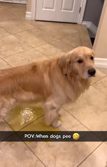 When dogs pee🤣😂🥰#dog#funny#funnyanimals#funnypets#animals #dogsofttiktok #pet #foryou #longervideos