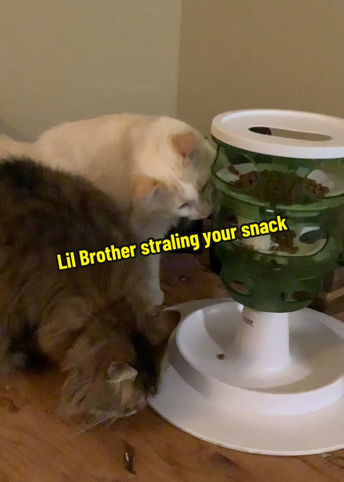 My Cats ‘work’ for their lunch & snacks using the Catit Senses Food Tower/ Tree (or Pet Piano lol). It’s great for enrichment, exercise & to slow feeding. See other demo from LIVE  @Jenn #recommendations #cat #kitten #catlover #catmomlife #jumpstart 