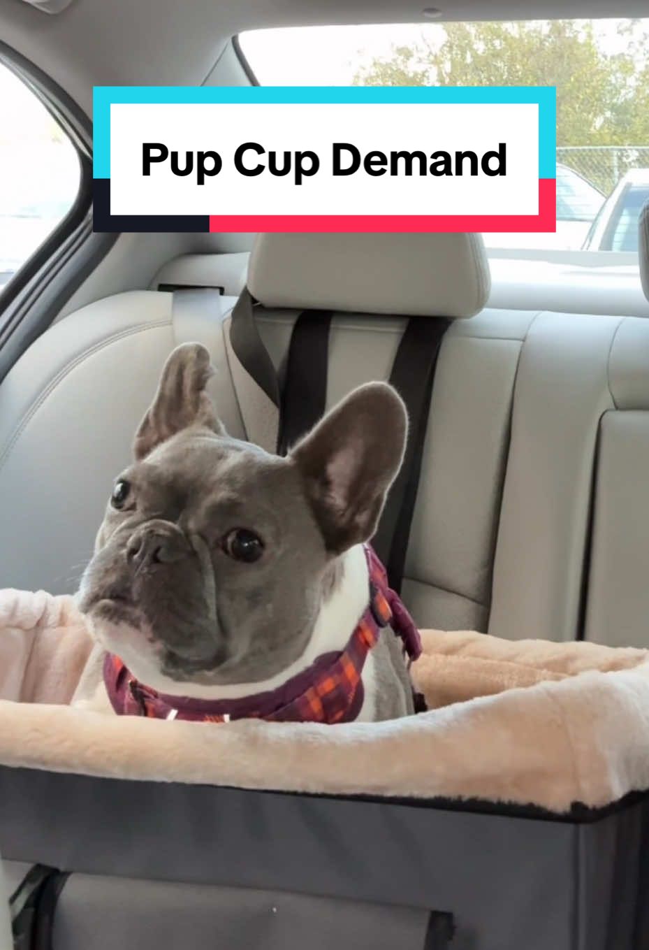 When you pull up to the drive-thru, and your frenchie assumes it’s pup cup time…but you’re at the pharmacy. 😂 🎭 #frenchies #frenchbulldog #frenchiesoftiktok #dogs #dogsoftiktok #cutedog #funnydogs #pupcup #frenchiedrama