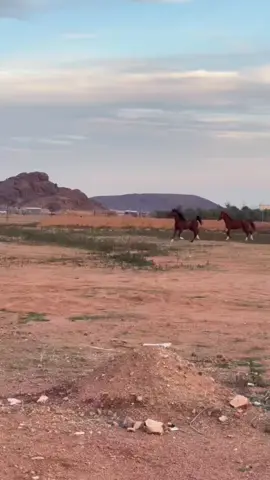 نسيم v سلطان #خيل_وخياله🐎 #خيل #اكسبلور_تيك_توك #حايل #خيل_جزيري 