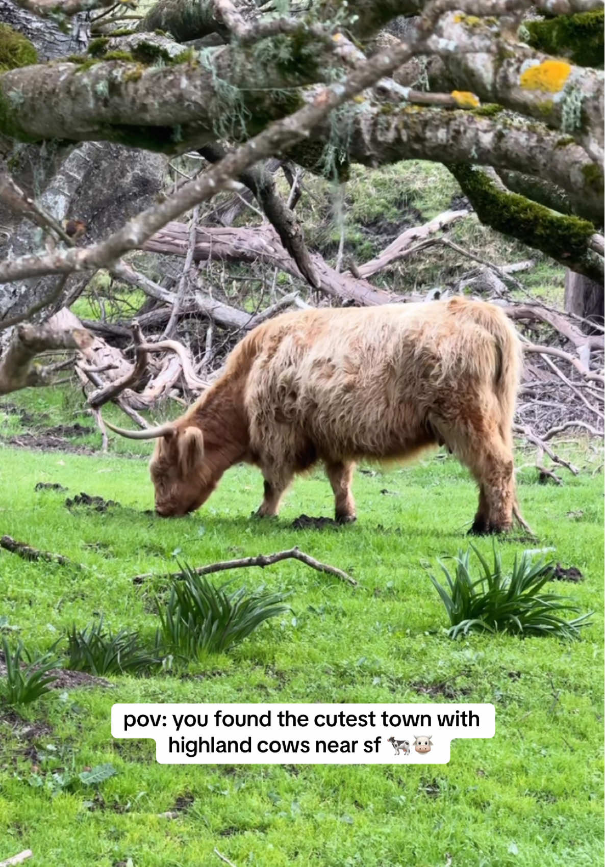 Meet the iconic Highland cows of Tomales! 🐮 These shaggy, long-horned beauties are a cherished part of the town’s character and history. Highland cows are originally from Scotland and are renowned for their gentle nature and ability to thrive in rugged climates. Brought to Tomales for sustainable farming practices, they’ve become a must-see for visitors to this quaint Northern California gem. 📍 Just 1 hour from San Francisco (or 1.5 hours from Palo Alto), a drive to Tomales offers stunning coastal views, fresh air, and a step into small-town charm.  Don’t forget to stop by the Tomales General Store for some local treats and more history about this lovely community! Beautiful hidden gem 🐮 #sf #sanfrancisco #exploresf #sfbucketlist #onlyinsf #pointreyes #hiddengem #hiddencalifornia hidden gem California #highlandcows #tomales #bayarea #visitcalifornia #california #placestovisitincalifornia #northerncalifornia #highlandcow #highlandcows #sfdaytrip #sanfranciscodaytrip #norcal #fyp 