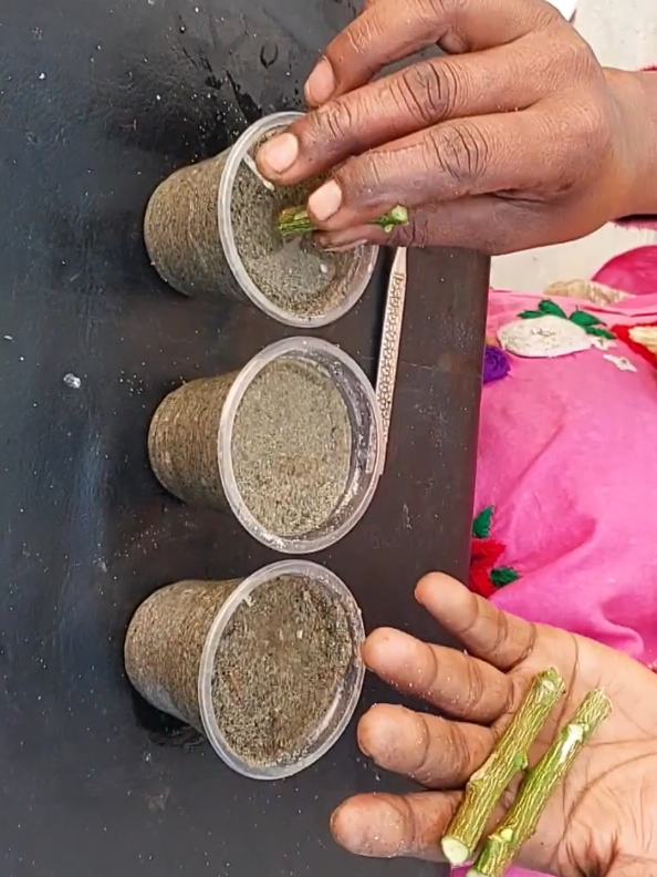 Easy idea for grow lemon plant at home from cutting #planting #lemon #plants #cutting #PlantCare #IndoorPlants  #GreenLiving #PlantLover #PlantAddict  #Gardening #HousePlants  #PlantCommunity #PlantParent  #UrbanJungle  #PlantGoals  #GardenInspiration  #PlantsMakePeopleHappy #NatureLovers  #PlantTherapy #GreenThumb  #PlantCollection #natureathome  #HomeGarden #PlantStyling  #LeafLover  #PlantLife #PlantOfTheDay  #GrowYourOwn #Botanical  #PlantObsessed #PlantGang #Succulents #GreenHome  #PlantDecor  #PlantInspiration #PlantFam #HousePlantClub #IndoorJungle #PlantFriends #HappyPlants  #PlantPower  #GardeningLife  #GoGreen  #FreshPlants #PlantPerfection #PlantVibes #FlowerPower  #EcoFriendly #PlantDaily  #HousePlantHome  #NatureGram  #PlantGoals  #HomeGreenery  #PlantLove 