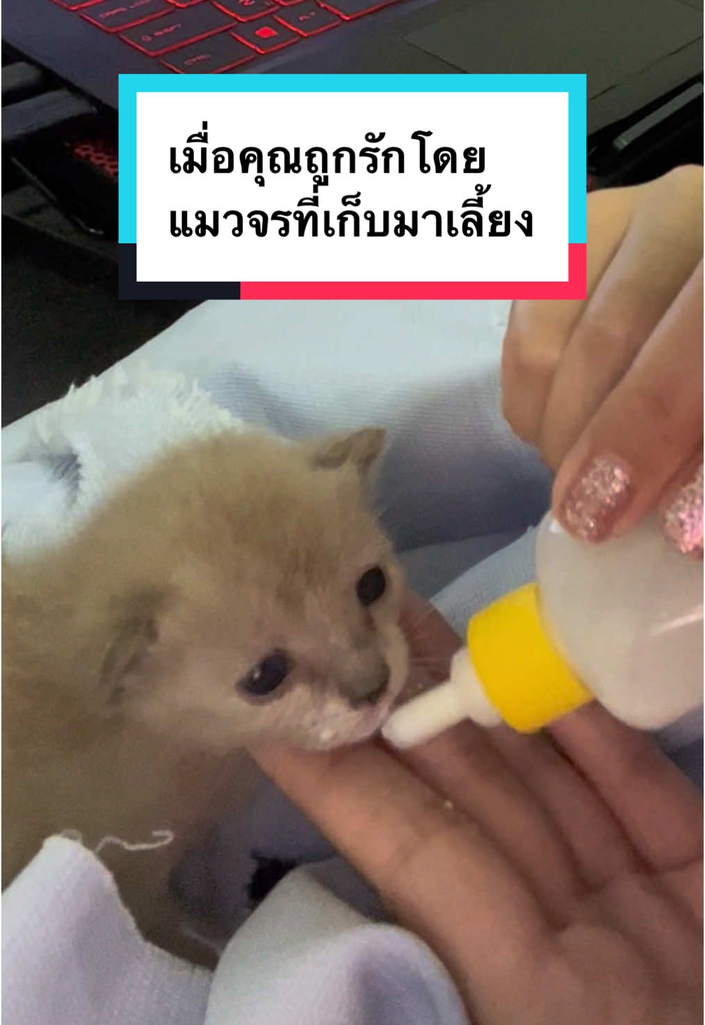 แง 😭 ทำ VDO เเล้วตื้นตัน การมีฮาจิเข้ามาในชีวิตคือทำให้เรามีความสุขขึ้นจริง รักหนูที่สุดเลย ❤️ #hajicat8 #hungryhaji #tiktokสัตว์เลี้ยง #แมวจร #เพลงรัก #แมวอ้อน #ทาสแมว 