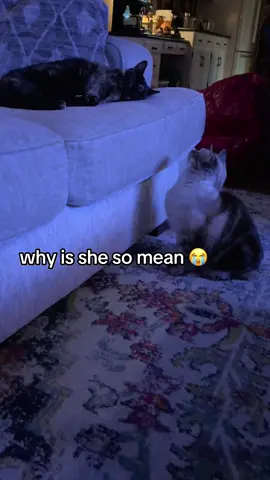 Minx the cat is a meanie #cattok #catfight #cats #catsoftiktok #funnycat 