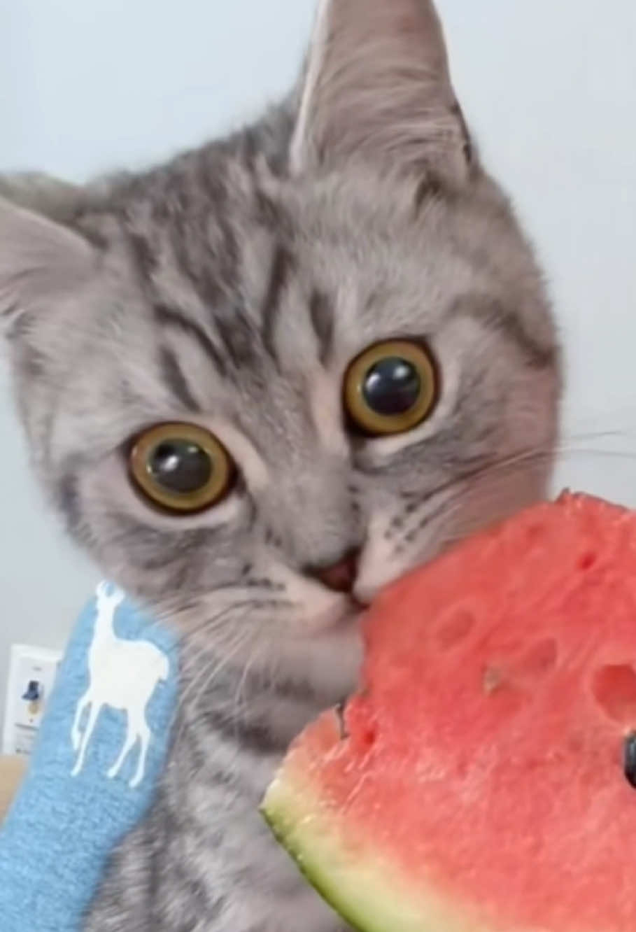 How do cats react to eating delicious food?🤣#cat #funny #funnyvide #catsoftiktok #cute 