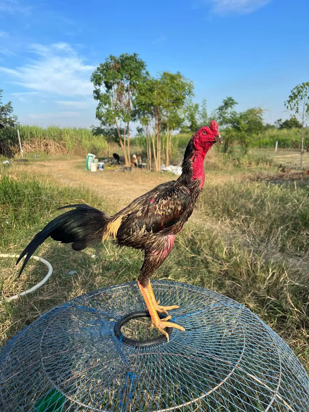 #ส.ลูกเทพ.#💙💙💙  #ไก่ชน #ฟีดดดシ #เทรนด์วันนี้ 