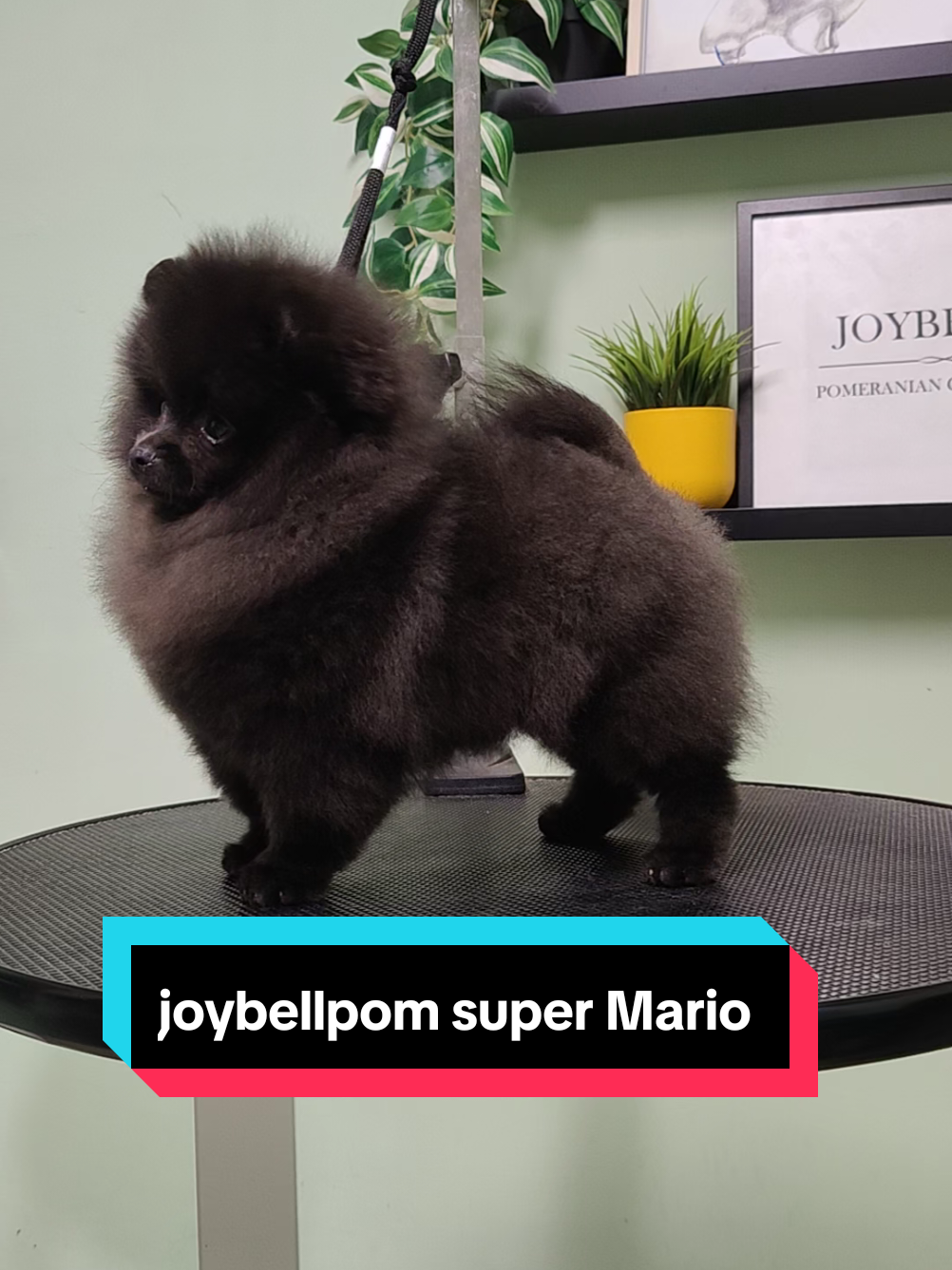 I am proud to present you joybellpom super Mario AKA Mario  #unicorn #eldadsharon #Love #pomeraniankennel #pomeranian #2024 #pom #2025 #joybellpom #doggrooming #pom 