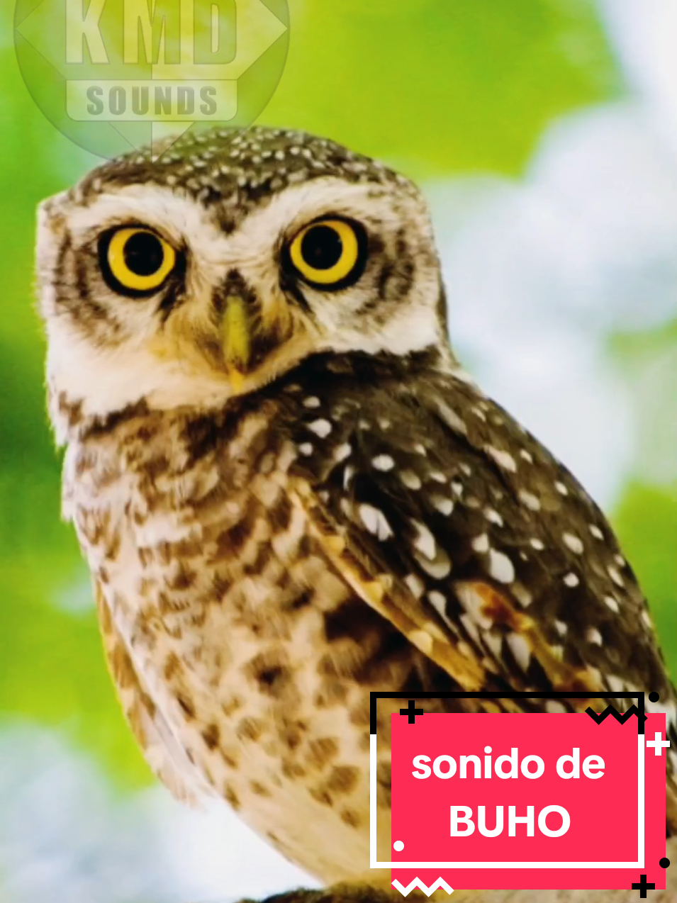 🦉 SONIDO DE BÚHO 🐦 EFECTO DE SONIDO REALISTA 🎧 Descubre el misterioso sonido del búho, perfecto para dar un toque auténtico y natural a tus proyectos audiovisuales. 🦉✨ Este efecto de sonido es ideal para documentales, películas, animaciones o cualquier contenido creativo que requiera una atmósfera nocturna o enigmática. El canto del búho, con su tono profundo y característico, es perfecto para ambientar escenas de bosques, paisajes nocturnos o momentos de tensión. 🌌🌲 Este efecto, grabado con la mejor calidad, está diseñado para creadores de contenido que buscan enriquecer sus proyectos con sonidos únicos y realistas. Añade autenticidad y detalle a tus producciones con este recurso sonoro que captura la esencia de la naturaleza. 🎥🌟 Su versatilidad lo hace ideal tanto para proyectos profesionales como personales, destacando en cualquier tipo de producción. Si buscas más efectos de sonidos para tus proyectos, te invitamos a descubrir nuestras listas de reproducción llenas de efectos de alta calidad. 🌟 ¡Haz clic en los enlaces y encuentra lo que necesitas! 🎧👇 ***✅ EFECTOS DE SONIDOS: https://youtube.com/playlist?list=PLgqguBieuCdti0vUO9iqYLUdy4YVZYHiH ***✅ SONIDOS DE ANIMALES: https://youtube.com/playlist?list=PLgqguBieuCdscdFHjMZpvsEICPu0iedfv ***✅ SONIDOS DE INSTRUMENTOS MUSICALES: https://youtube.com/playlist?list=PLgqguBieuCdtKAtVKPfZd_oSX2xp3eVb9 ***✅ SONIDOS DE TERROR: https://youtube.com/playlist?list=PLgqguBieuCdtQm1gOGfG-X8r57mdinMnJ ***✅ SUSCRÍBETE AL CANAL: https://www.youtube.com/@sonidosKMD?sub_confirmation=1 TAGS: sonido de buho, efecto de sonido de buho, efecto sonido buho, canto de buho, sonido real de buho, buho sonido autentico, sonidos de aves nocturnas, efecto de buho para videos, sonido de naturaleza buho, efecto para escenas nocturnas, sonido de buho para documentales, sonido de aves salvajes, efectos de sonidos realistas, buho sonido para cine, sonido nocturno buho, efecto sonido aves, buho efecto de sonido, sonidos naturales buho, trino de buho, efecto para proyectos audiovisuales, sonido para escenas de tension, efecto sonido animales, sonidos de bosques nocturnos, sonido de buho realista, efecto ambiental de buho TWIT: #buho #sonidodeaves #efectosdesonido