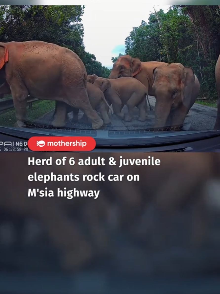 The public is advised to exercise extra caution due to the presence of wildlife along the JRTB. #sgnews #elephant #highway #crossing #ipoh #fyp 