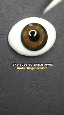 #otakulenses #gingerbrown Best hazel coloured contacts for brown eyes. What is your next eye color? 🤓#contactlenses @Nancy Lopez  #eyes 