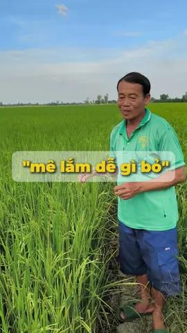 nhà nông nói gì sau 4 vụ phun tạo hạt thần tốc#agrijapan #nongdan #vtnn #taohatthantoc