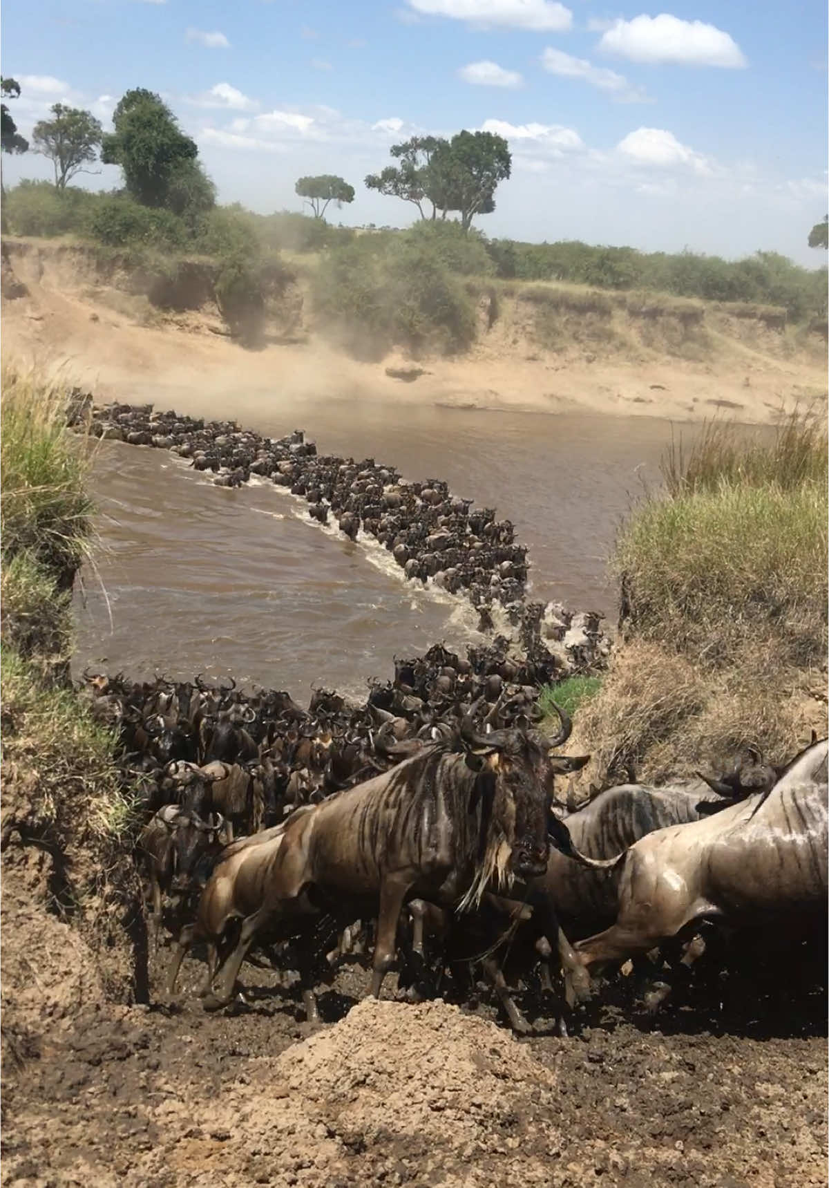 Are you ready for the the Great wildebeest Migration Safari in Tanzania?? Book your adventure with Guides of Africa: trip@guidesofafrica.com #safari #greatmigrationsafaris #serengeti #marariver 