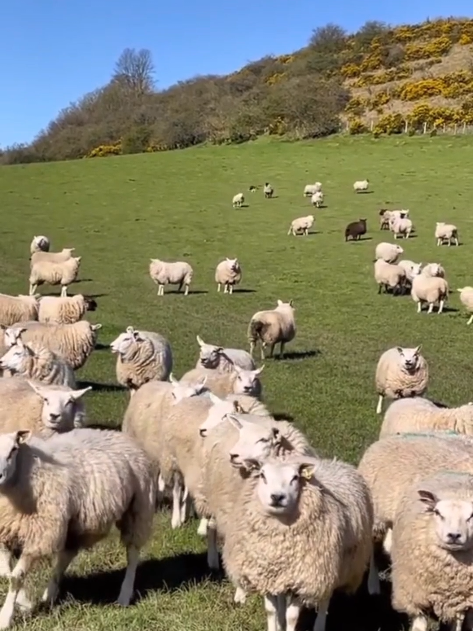 Amazing Way To Bring Sheep Back To The Farm #fyp #LearnOnTikTok #viralvideo #foryou #new #amazing #fact #factocean #factflare #interesting #information #viral #video #forypupage 