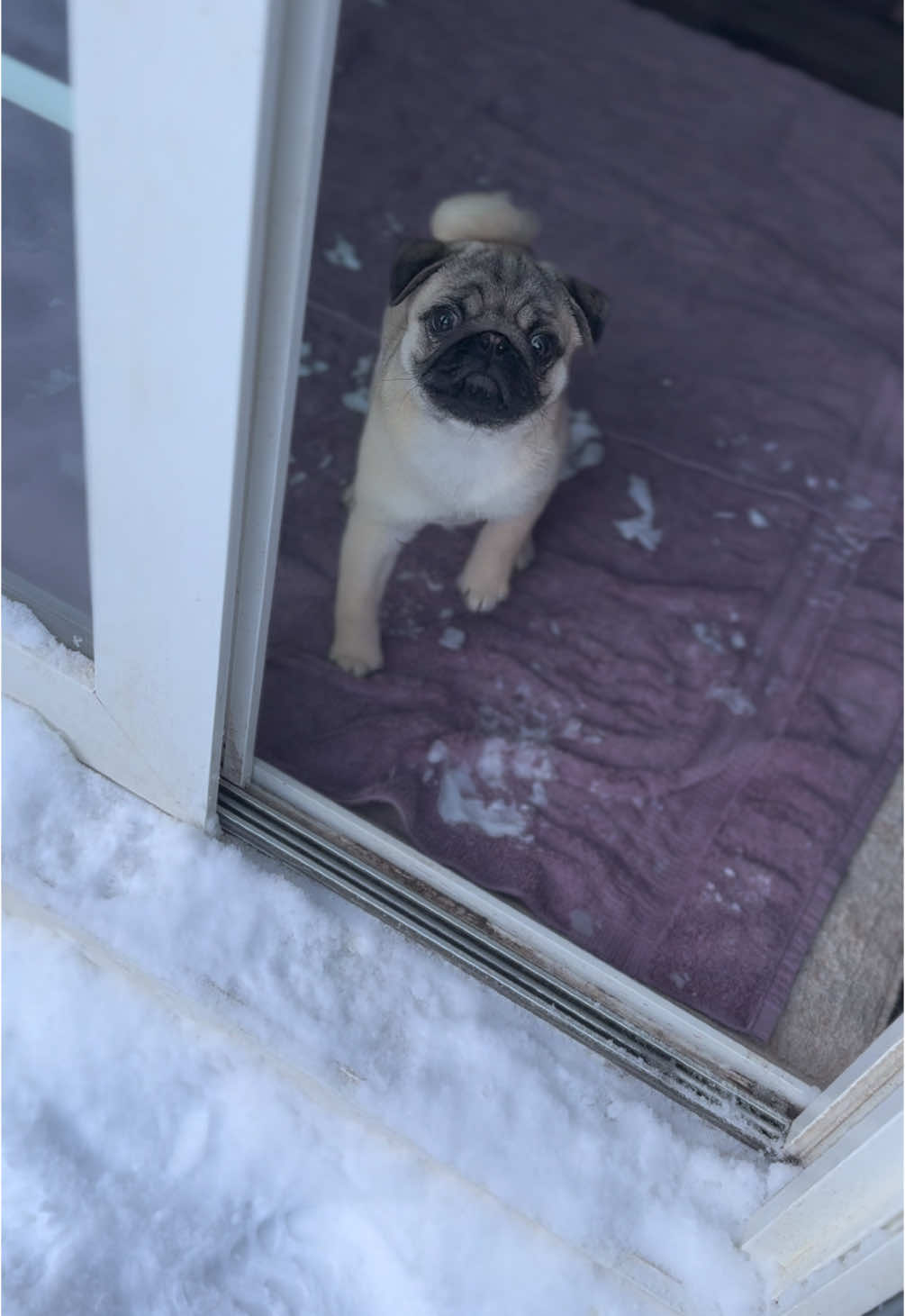 Frankie’s first big snow storm! #pug #pugsoftiktok #pugs #fy #dogsoftiktok #pugpuppy #puglife #dog #cutedog #puppy #snowstorm 