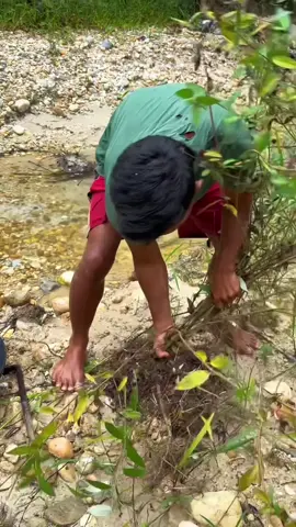 Looking for gold and panning for gold buried in river walls #goldpaning #mininggold #gold #goldhunter #viralgold #golddiscovery #viralvideo #foryou #foryoupage 