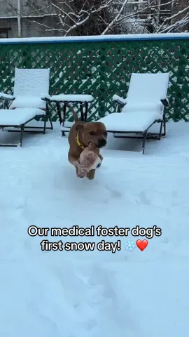 Cezar is having a great snow day ❤️ @Muddy Paws Rescue 