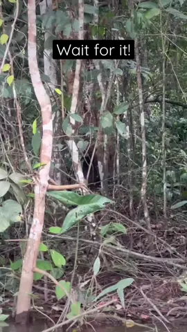 who is the king in the jungle #NatureIsAmazing #AnimalPlanet 