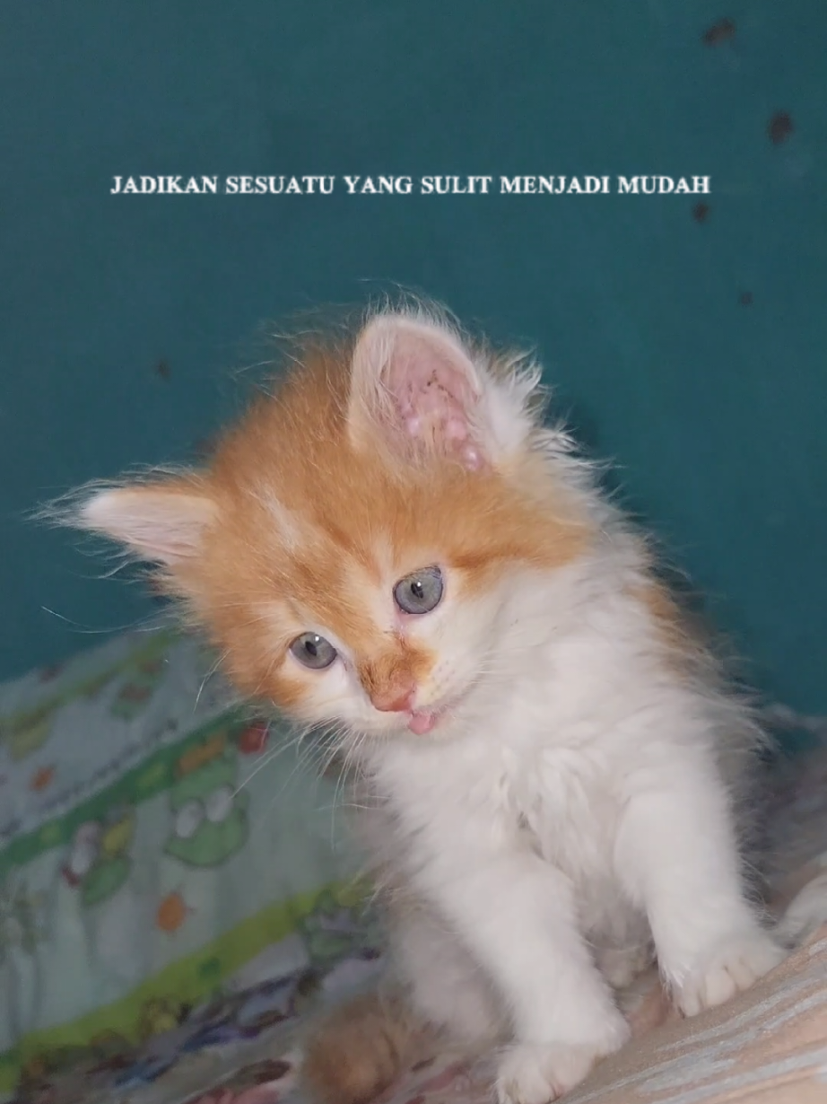 ulet bulu 🤪 #mochicat #catlover #kucinglucu #bayikucing #cutecatvideo #fyp #trending 