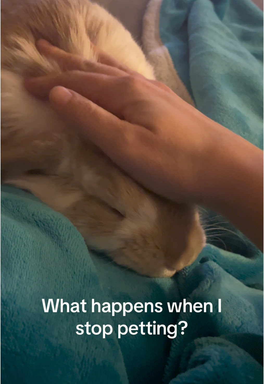 She’s such a sweet little bun bun #fyp #bunny #rabbit #cute #foryoupage #cuteanimals #pets 