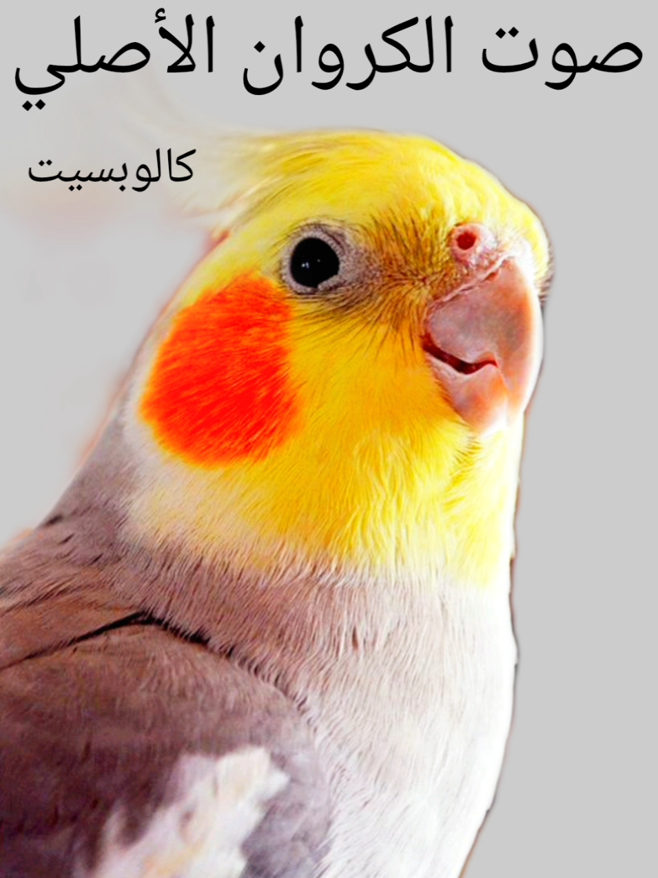 صوت طائر الكروان الأصلي ، كالوبسيت  #محبي_الطيور_المغردة #تغريدة #تغريد #كروان #كالوبسيت #calopsita #calopsitte #coktail #song 