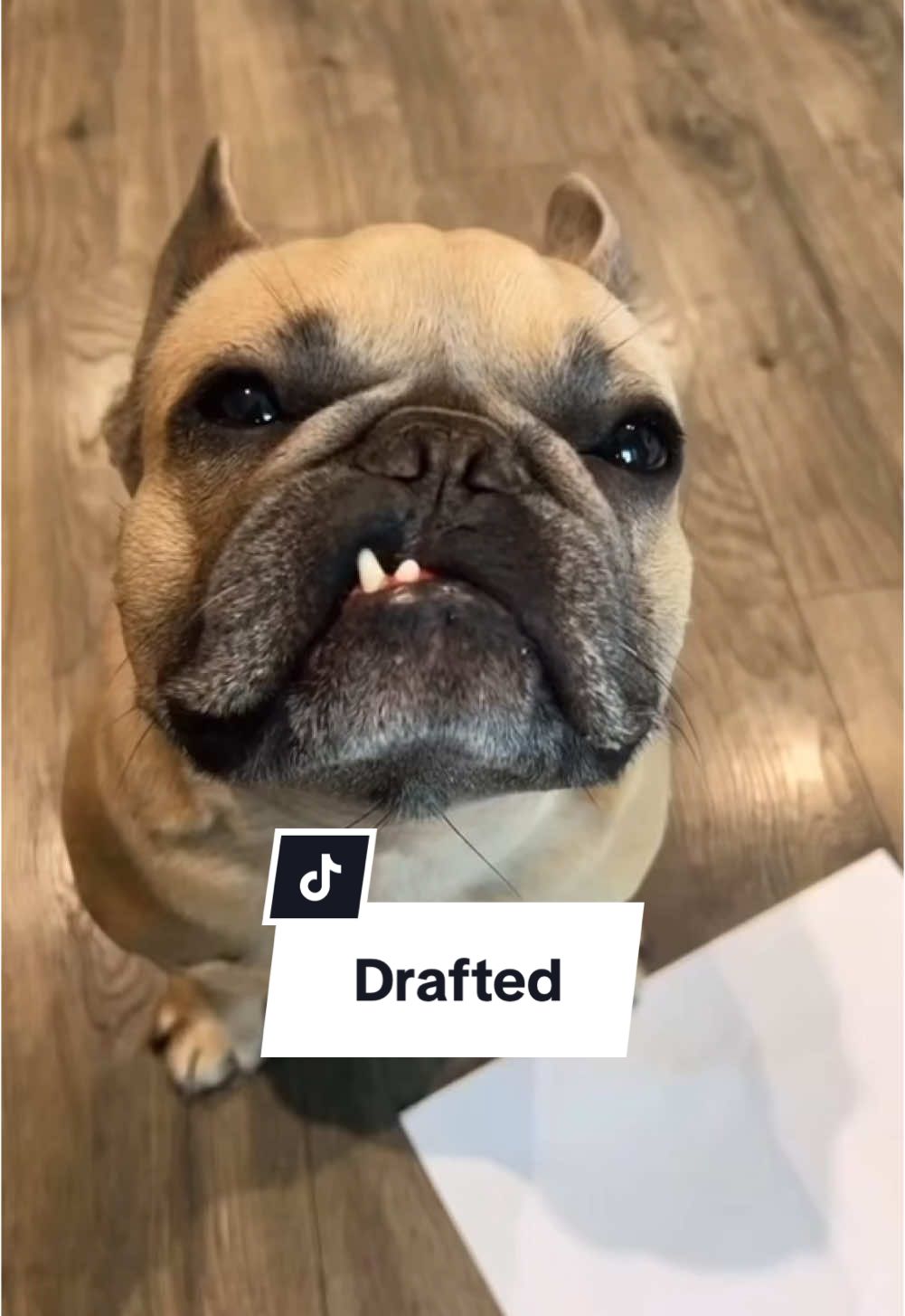 I think he’ll be coming back safely… #war #drafted #dogs #gymnastics #combat #fighter #dogparents #frenchbulldog cred @Jason Banks 