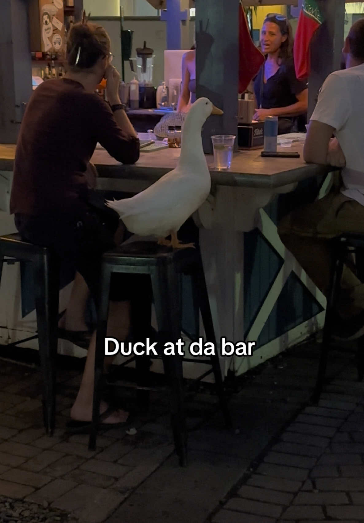 Bro was chillen 😭#fyp #foryou #duck #bar #vacation #funnyvideo #petduck #stthomas #barfinds #cfbplayoff 